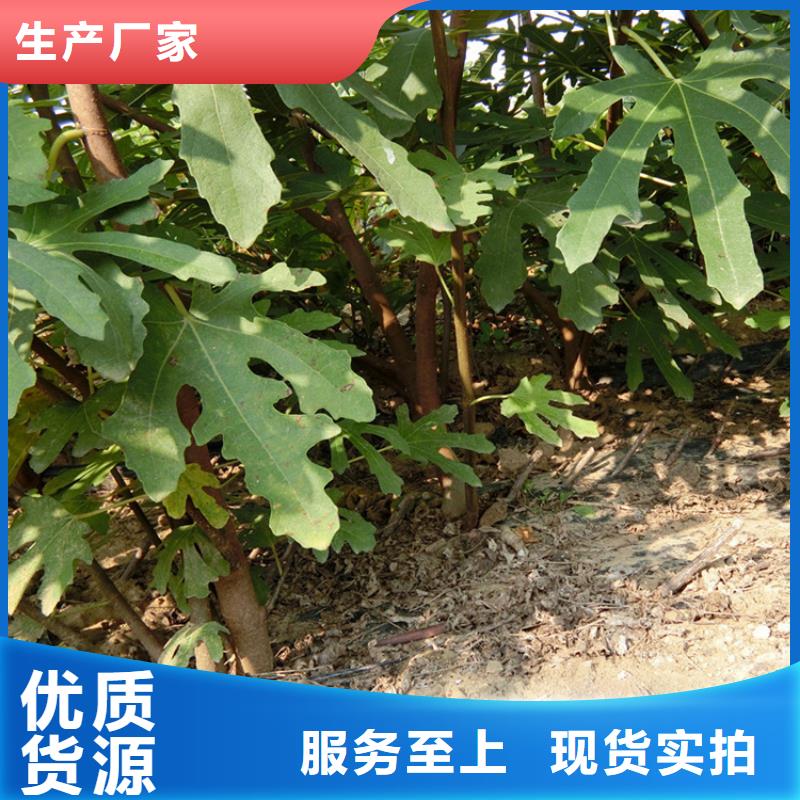 源頭廠家直供，無花果桃樹苗支持來圖定制，網(wǎng)絡(luò)銷售開啟新篇章